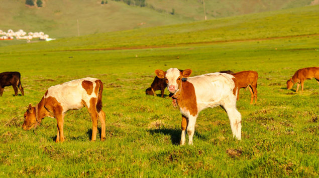 articoli, notizie e aneddoti sul mercato dell'oro