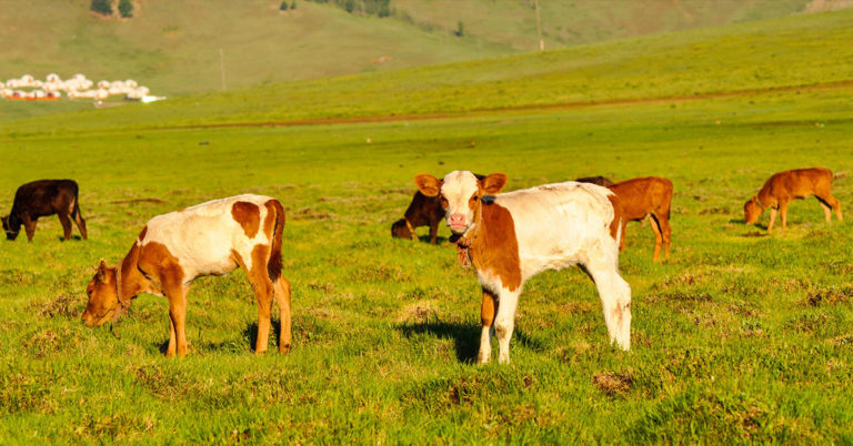 articoli, notizie e aneddoti sul mercato dell'oro
